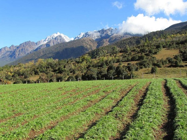 玛咖种植管理 优越的环境