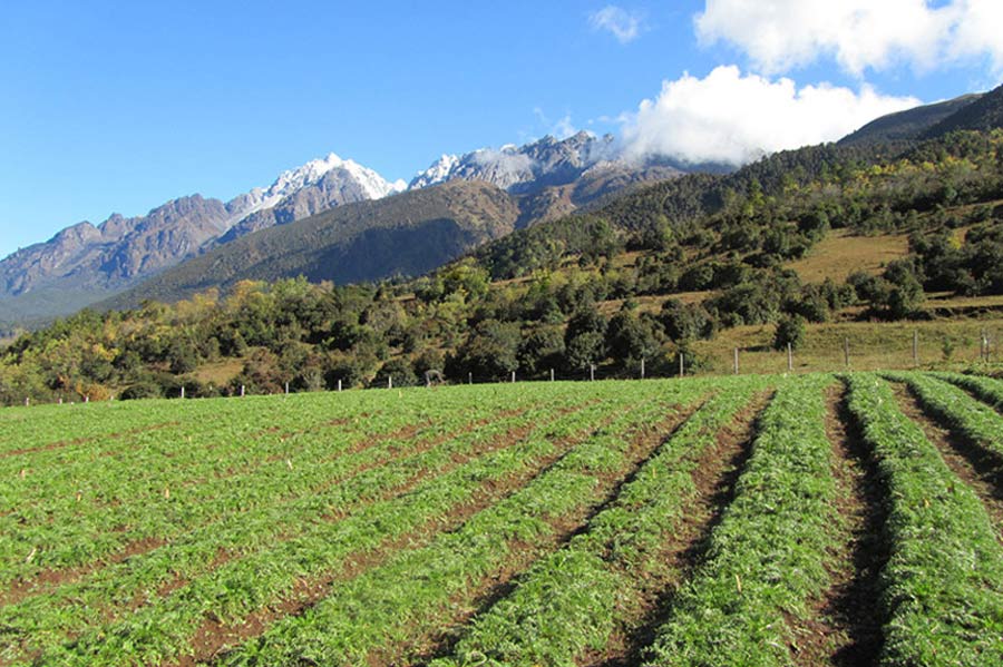 玛咖种植管理 优越的环境