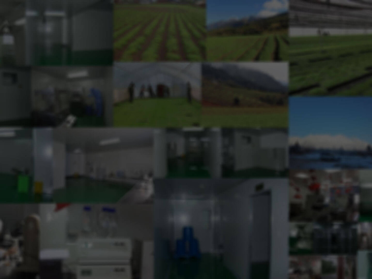 雪鼎生物 品质管理 雪鼎玛咖