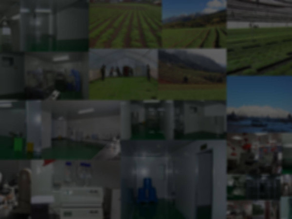 雪鼎生物 品质管理 雪鼎玛咖