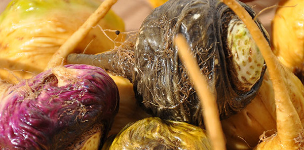 玛咖 玛咖的功效与作用