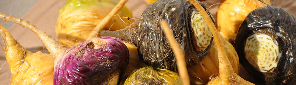 玛咖 玛咖的功效与作用