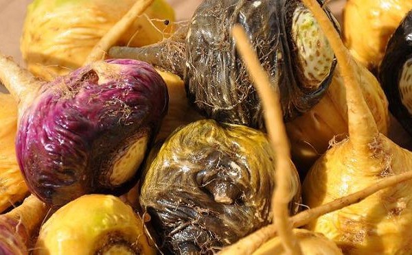 玛咖鲜果 玛咖 玛卡