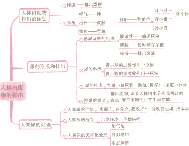 肠胃排便过程 图片