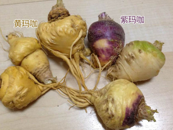 紫玛咖与黄玛咖