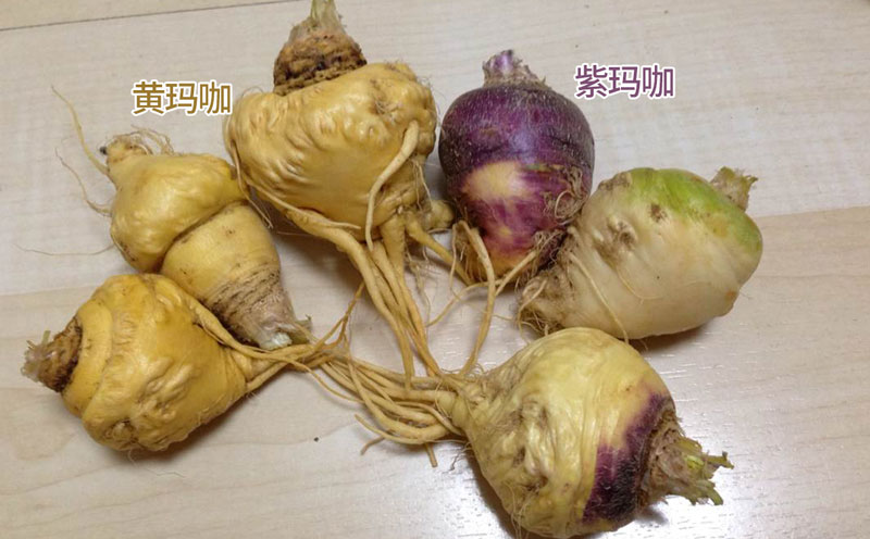 紫玛咖与黄玛咖