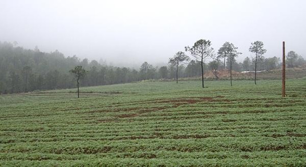 玉龙雪山 玛咖种植基地