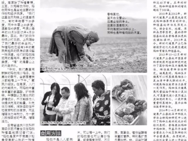 玛咖种植的天堂